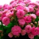 Rodzaje i odmiany Kalanchoe