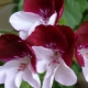 Rodzaje i odmiany pelargonii