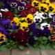 Viola Vittroka: opis, odmiany i uprawa