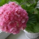 Wszystko, co musisz wiedzieć o Anita Pelargonium