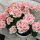 Wszystko, co musisz wiedzieć o pelargoniach łososiowych