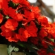 Wszystko o balsamie