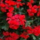 Wszystko o krwistoczerwonych pelargoniach