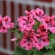 Wszystko o geranium