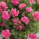 Wszystko o Pelargonium Toscana