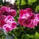 Wszystko o Pelargonium Angel
