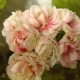 Wszystko o Denise Pelargoniums