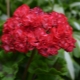 Wszystko o pelargoniach Odensjo