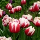 Wszystko o tulipanach piwonii