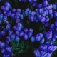Wszystko o niebieskich i niebieskich tulipanach