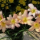 Wszystko o Zephyranthes