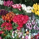 Zmuszanie tulipanów do 8 marca w domu