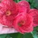 Uprawa abutilonu z nasion w domu