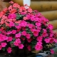 Uprawa catharanthus z nasion w domu