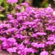 Uprawa lobelii z nasion w domu