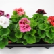 Liście geranium żółkną: dlaczego tak się dzieje i co robić?