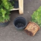 Jak prawidłowo przeszczepić tuję w nowe miejsce?