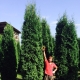 Kolumna Thuja: odmiany, wybór i zalecenia dotyczące uprawy