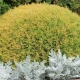 Thuja Reingold: opis odmiany, zasady sadzenia i pielęgnacji