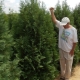 Thuja Spiralis: opis odmiany i zalecenia dotyczące uprawy