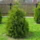 Thuja western Brabant: opis, sadzenie i pielęgnacja