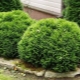 Thuja western Danica: opis, sadzenie i pielęgnacja