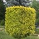 Thuja western Yellow Ribbon: opis i subtelności uprawy