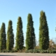 Thuja western Fastigiata: opis, zasady sadzenia i pielęgnacji