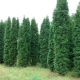 Thuja western Columna: cechy i uprawa