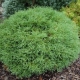 Zachodnia kula do kręgli Thuja