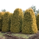 Thuja western Sankist: opis odmiany, cechy sadzenia i pielęgnacji