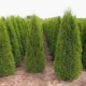 Thuja western Smaragd: opis, odmiany i uprawa