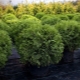 Thuja western Tini Tim: opis, sadzenie i pielęgnacja
