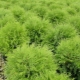 Thuja western Woodwardie: opis i uprawa