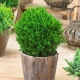 Thuja western Teddy: opis, sadzenie i pielęgnacja