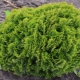 Thuja western Globoza: opis, sadzenie i pielęgnacja
