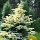 Spruce Maygold: opis, cechy sadzenia i pielęgnacji, rozmnażanie
