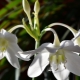 Eucharis: cechy i rodzaje, pielęgnacja i reprodukcja