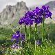 Iris holenderski: odmiany, sadzenie i pielęgnacja