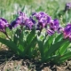 Karzeł Iris: odmiany, sadzenie i pielęgnacja