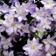 Clematis Blue Angel: opis i uprawa