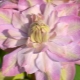Clematis Innocent rumieniec: opis odmiany, zasady jej uprawy
