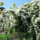 Clematis Manchu: opis, sadzenie i pielęgnacja
