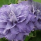 Clematis Mazuri: opis odmiany i cechy jej uprawy