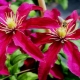 Clematis Niobe: opis, zalecenia dotyczące uprawy i rozmnażania