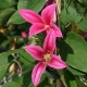 Clematis Princess Diana: opis odmiany, wskazówki dotyczące sadzenia i pielęgnacji