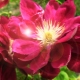 Clematis Red Star: opis i zasady uprawy