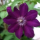 Clematis Stasik: opis odmiany i zasady jej uprawy