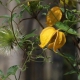 Clematis Tangut: odmiany, sadzenie i pielęgnacja