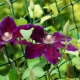 Clematis Yulka: opis odmiany, zasady sadzenia i pielęgnacji